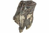 Fossil Woolly Rhino (Coelodonta) Tooth - Siberia #206459-3
